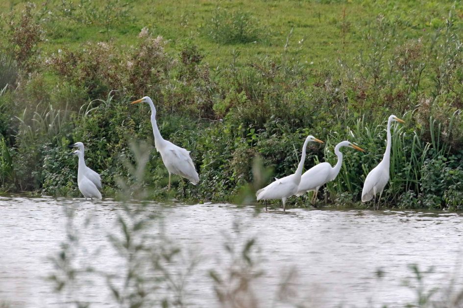 Vraagje over zilverreigers